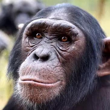 A close-up portrait of a chimpanzee