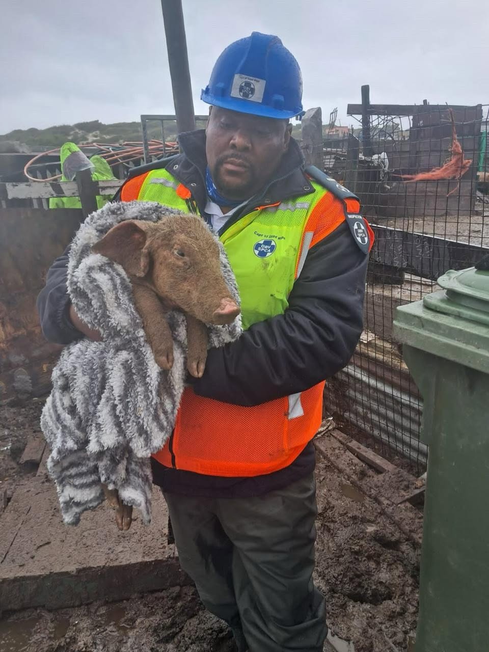 An SPCA officer in safety gear cradling a rescued piglet wrapped in a blanket